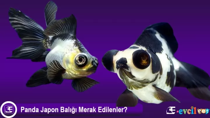 Panda Japon Balığı Özellikleri ve Bakımı
