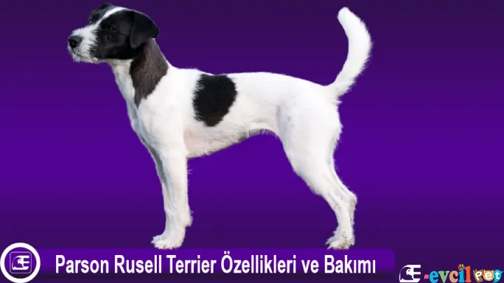 Parson Rusell Terrier Özellikleri ve Bakımı