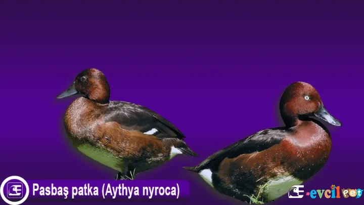 Pasbaş Patka