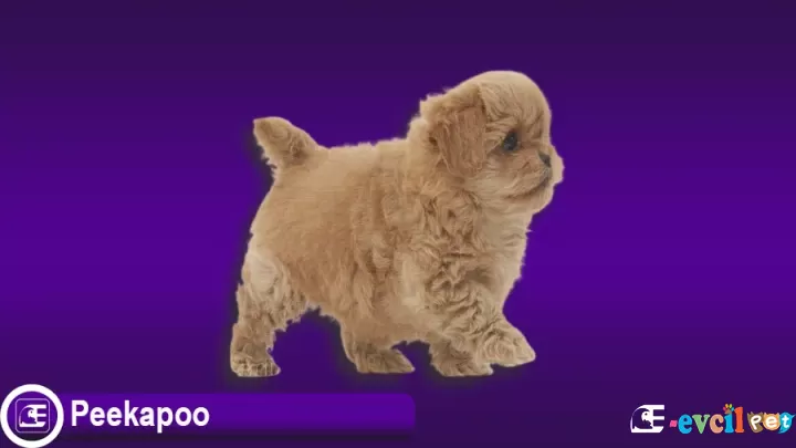 Peekapoo Köpek Cinsi