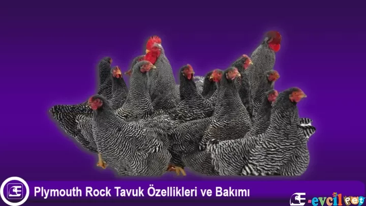 Plymouth Rock Tavuk Özellikleri ve Bakımı