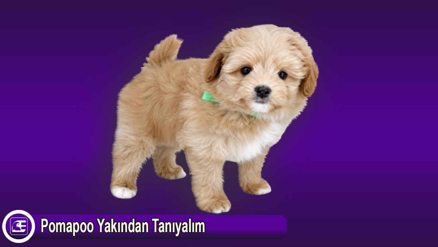 Pomapoo Köpek cinsi