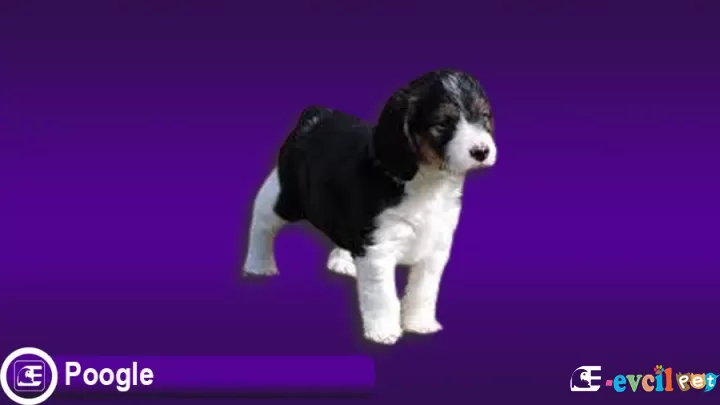 Poogle