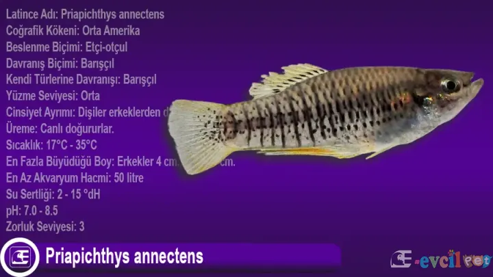 Priapichthys annectens