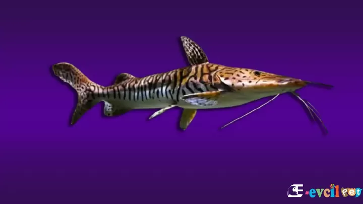Pseudoplatystoma Fasciatum