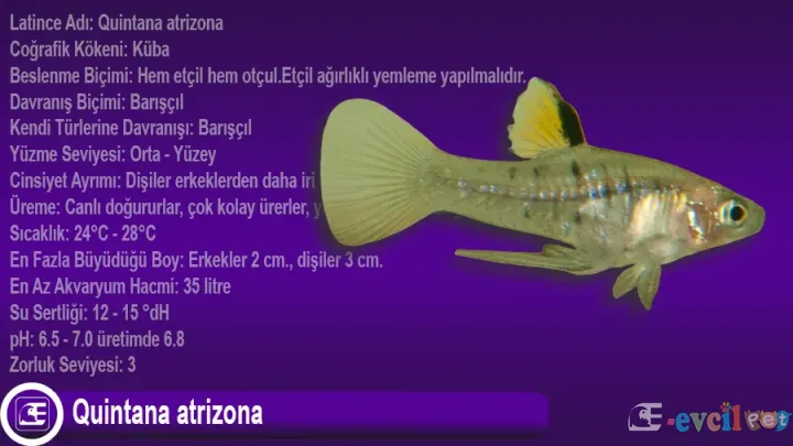 Quintana atrizona