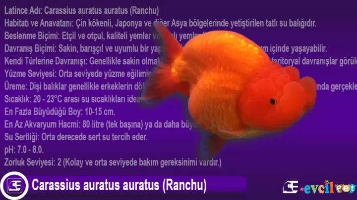 Ranchu Japon Balığı Bakımı ve Özellikleri