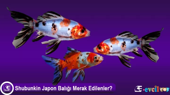 Renkli Shubunkin Japon Balığı - Akvaryumunuza Neşe Katın!