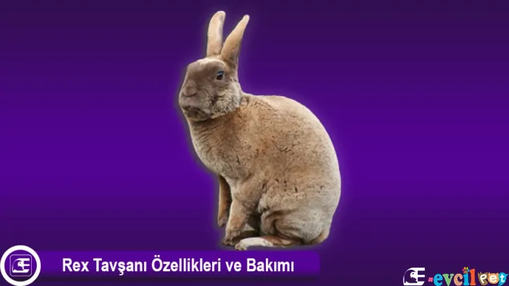 Rex Tavşanı Özellikleri ve Bakımı