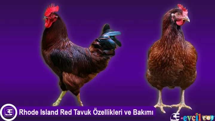 Rhode Island Red Tavuk Özellikleri ve Bakımı