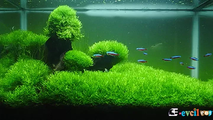 Riccia Moss