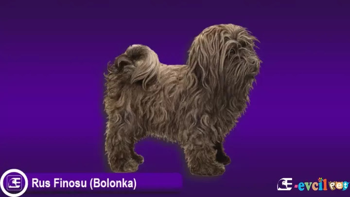 Rus Finosu (Bolonka)