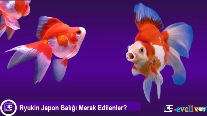 Ryukin Japon Balığı Bakımı ve Özellikleri