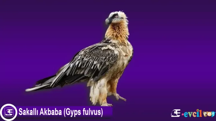 Sakallı Akbaba