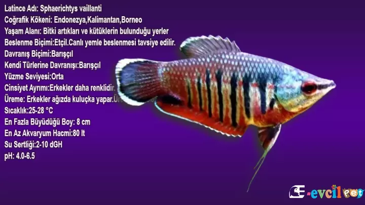 Samuray Gurami (Sphaerichtys vaillanti)