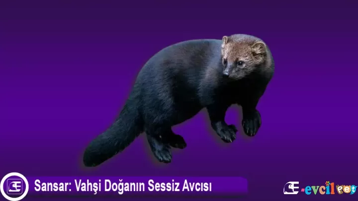 Sansar