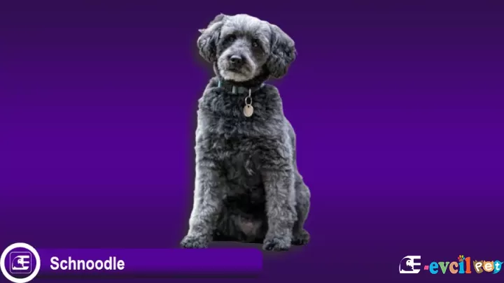 Schnoodle