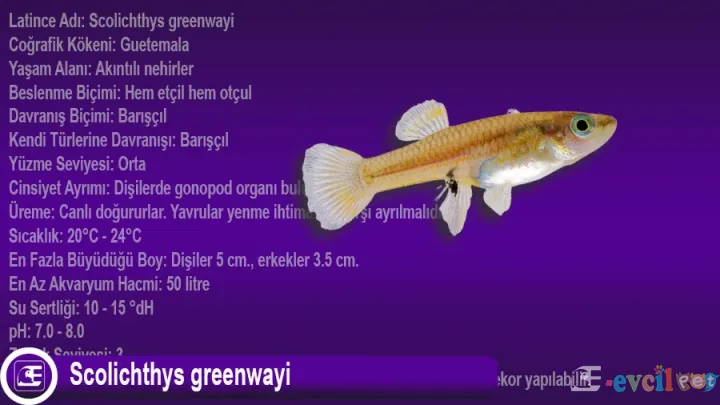 Scolichthys greenwayi