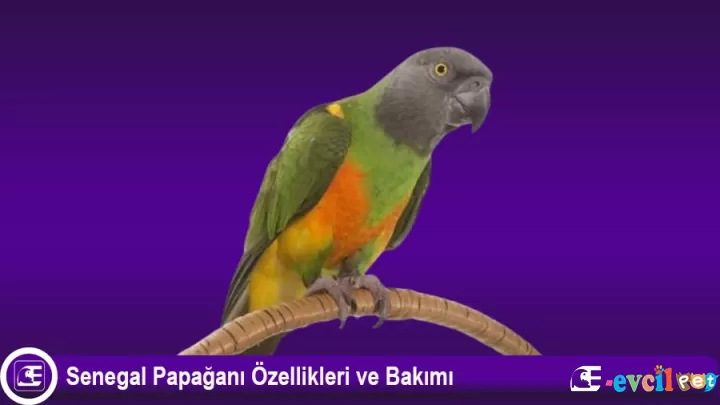 Senegal Papağanı Özellikleri ve Bakımı