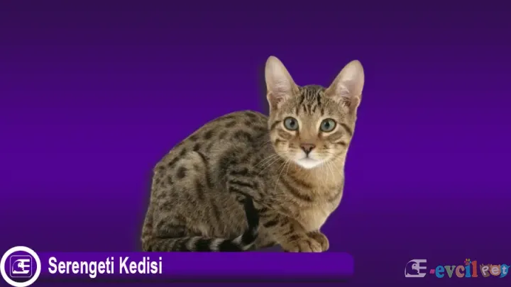 Serengeti Kedisi