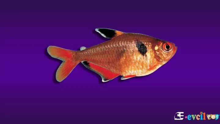 Serpae (Mücevher) Tetra