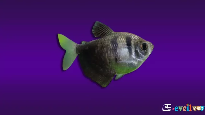 Siyah Tetra