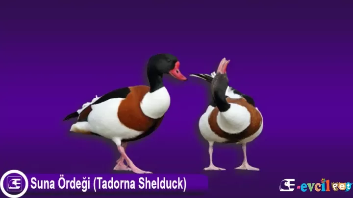 Suna Ördeği (Tadorna Shelduck)