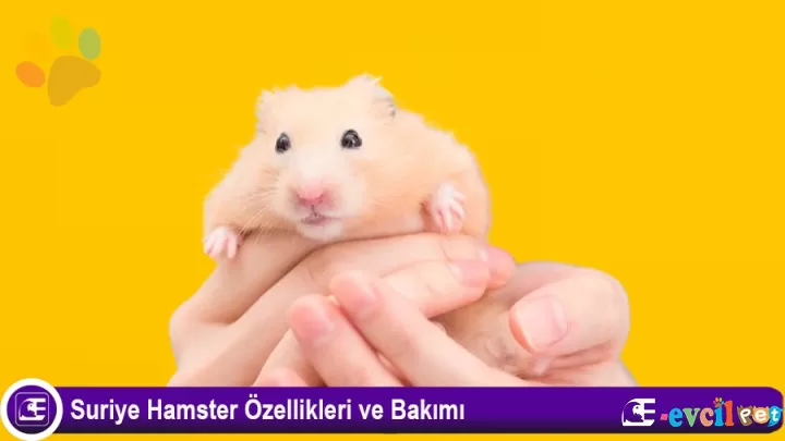 Suriye Hamster Özellikleri ve Bakımı