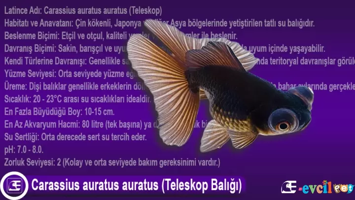 Teleskop Balığı Bakımı ve Özellikleri