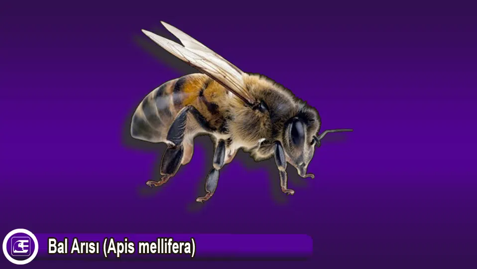 Bal Arısı (Apis mellifera)