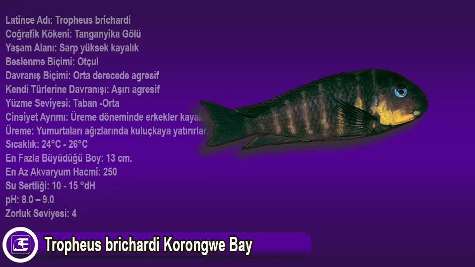 Tropheus brichardi Korongwe Bay