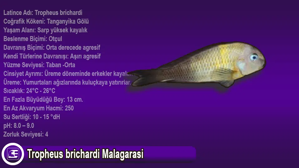 Tropheus brichardi Malagarasi