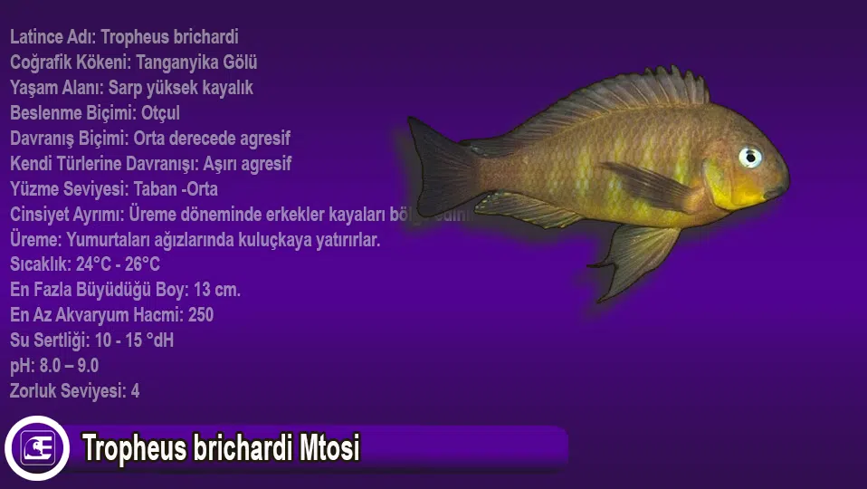 Tropheus brichardi Mtosi