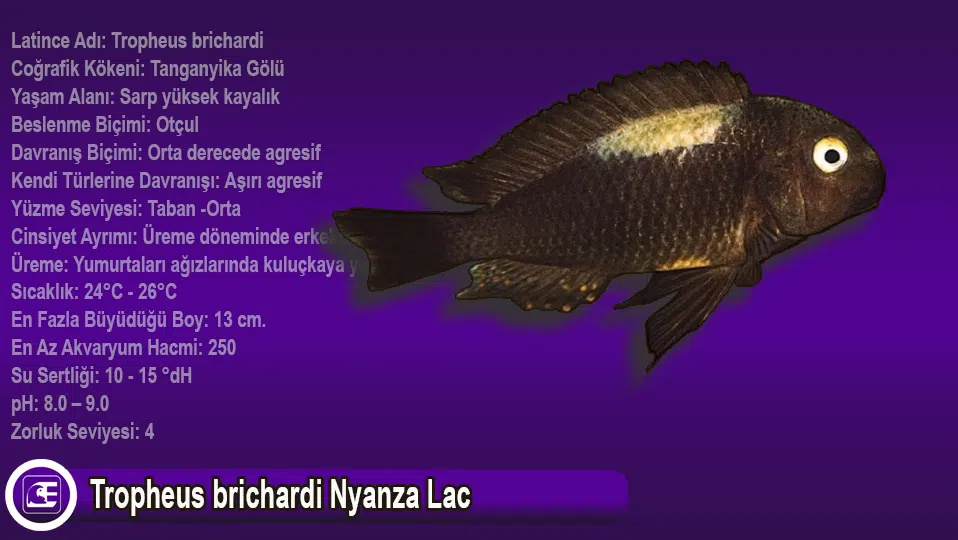 Tropheus brichardi Nyanza Lac