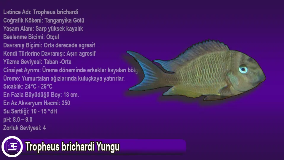 Tropheus brichardi Yungu