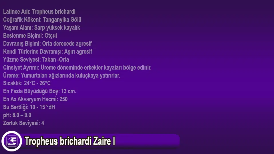 Tropheus brichardi Zaire I