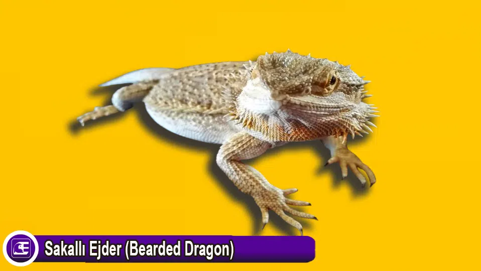 Sakallı Ejder (Bearded Dragon)
