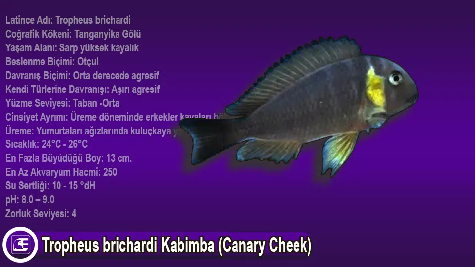 Tropheus brichardi Kabimba (Canary Cheek)