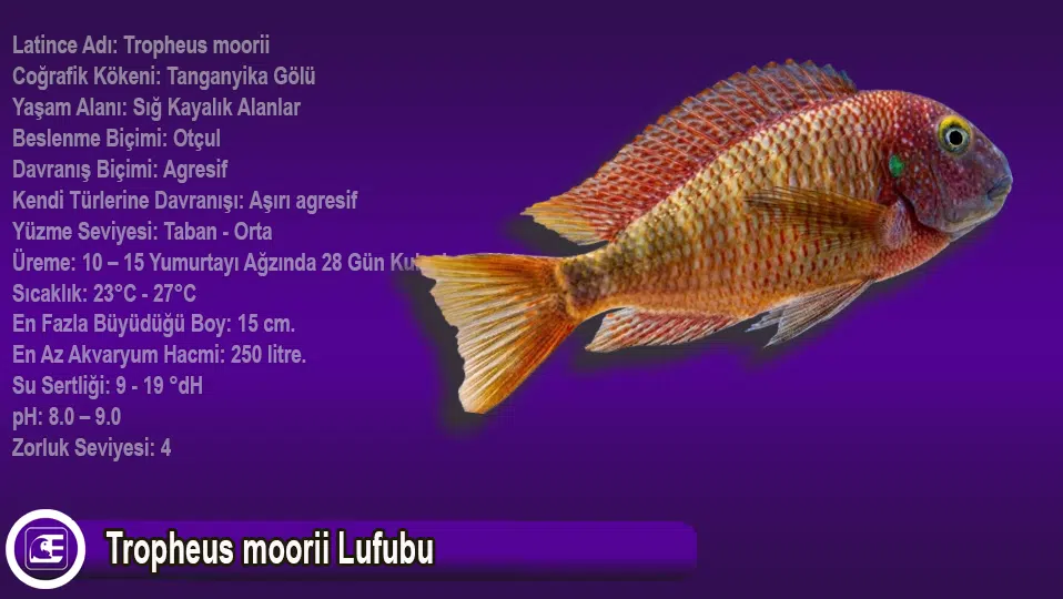 Tropheus moorii Lufubu