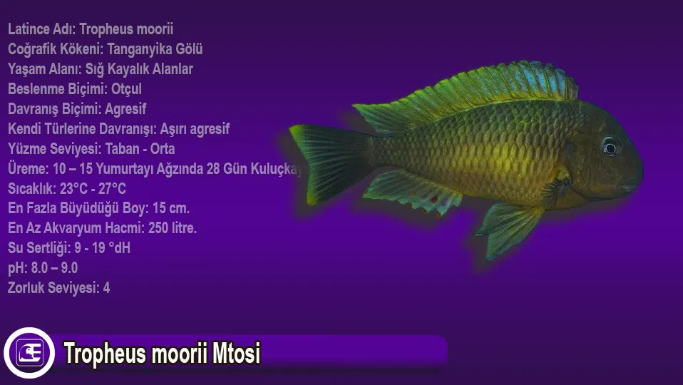 Tropheus moorii Mtosi