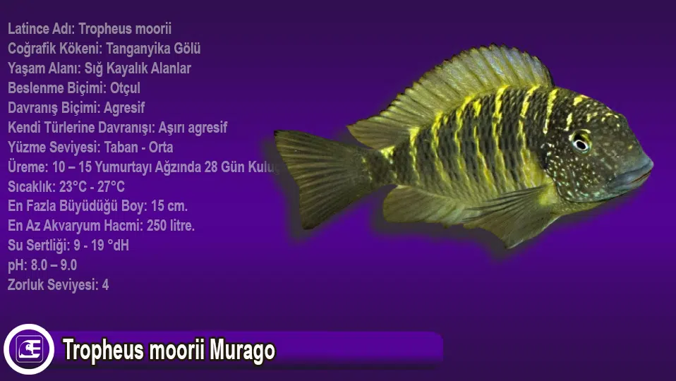 Tropheus moorii Murago