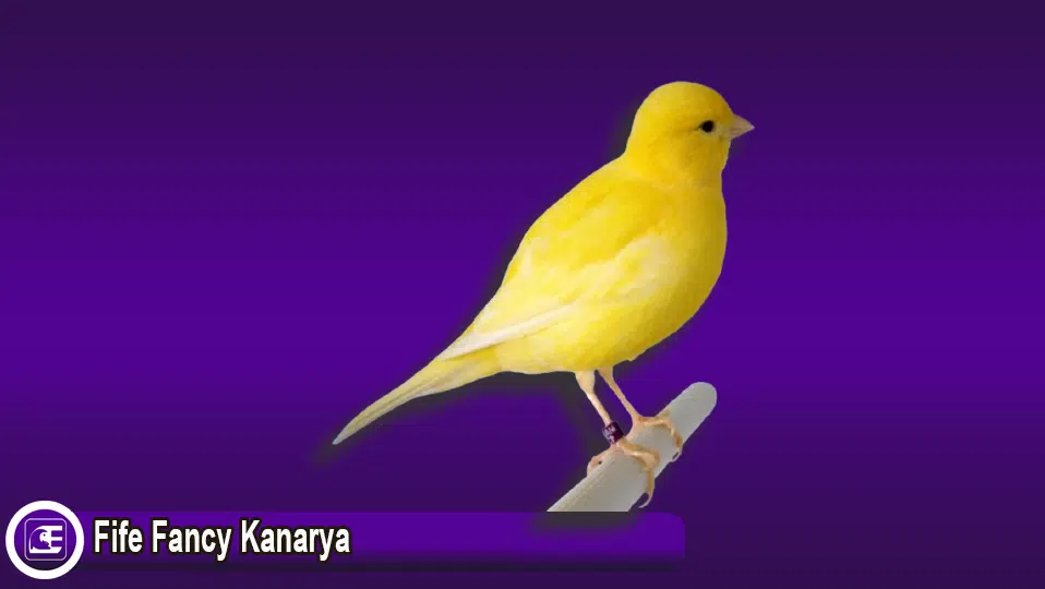 Fife Fancy Kanarya