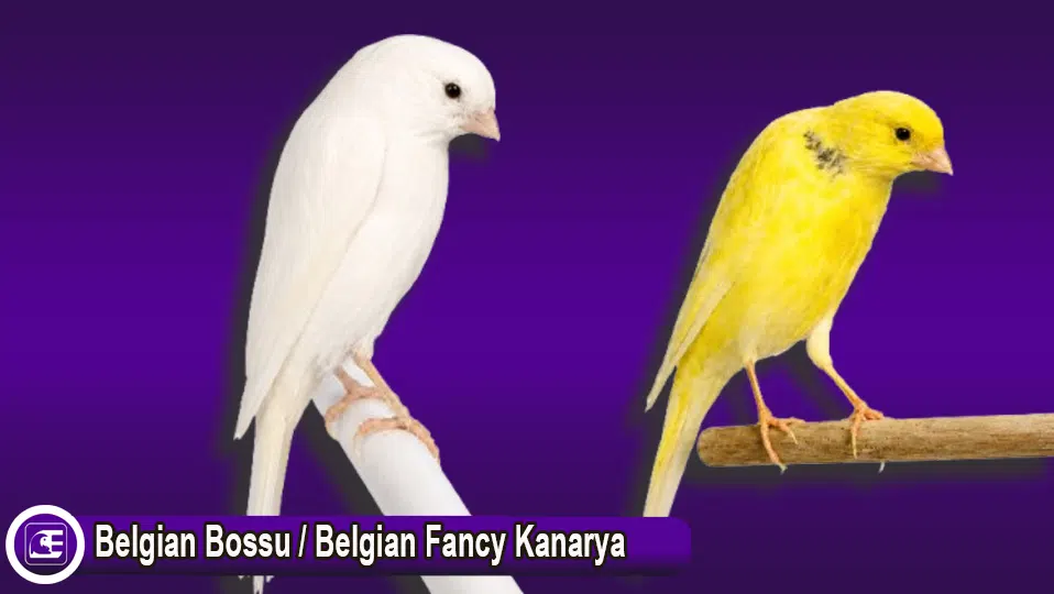 Belgian Bossu / Belgian Fancy Kanarya