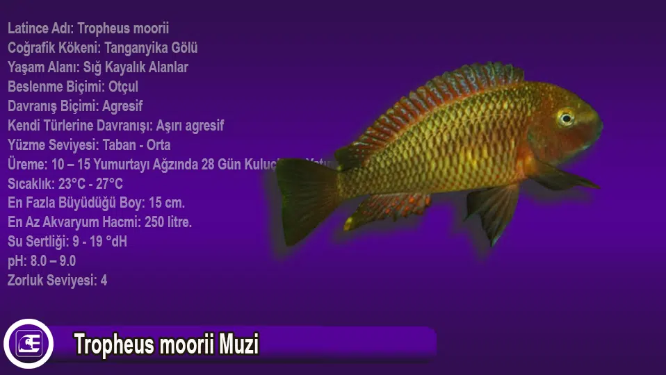 Tropheus moorii Muzi
