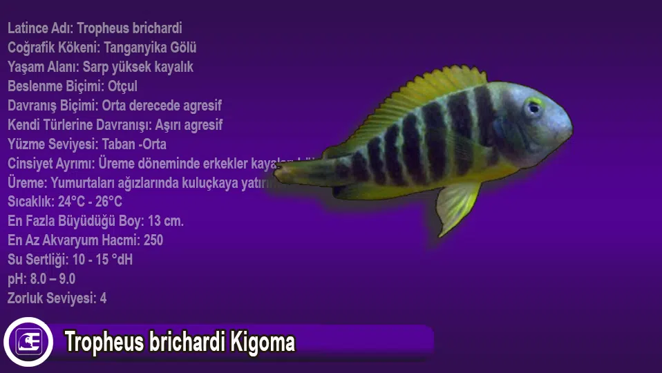 Tropheus brichardi Kigoma