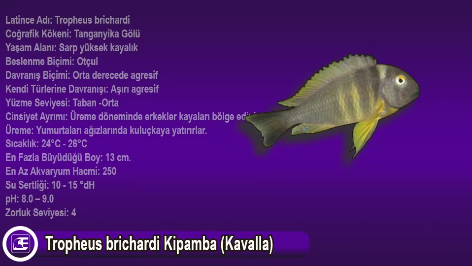 Tropheus brichardi Kipamba (Kavalla)