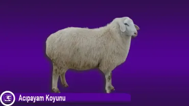 Acıpayam Koyunu