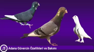 Adana Güvercini