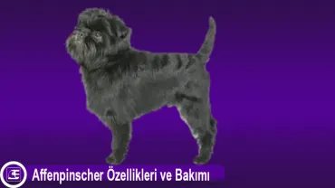 Affenpinscher