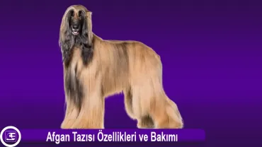 Afgan Tazısı
